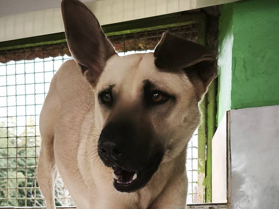 Adotta un cane, maschio, 3 anni e 8 mesi, Torino