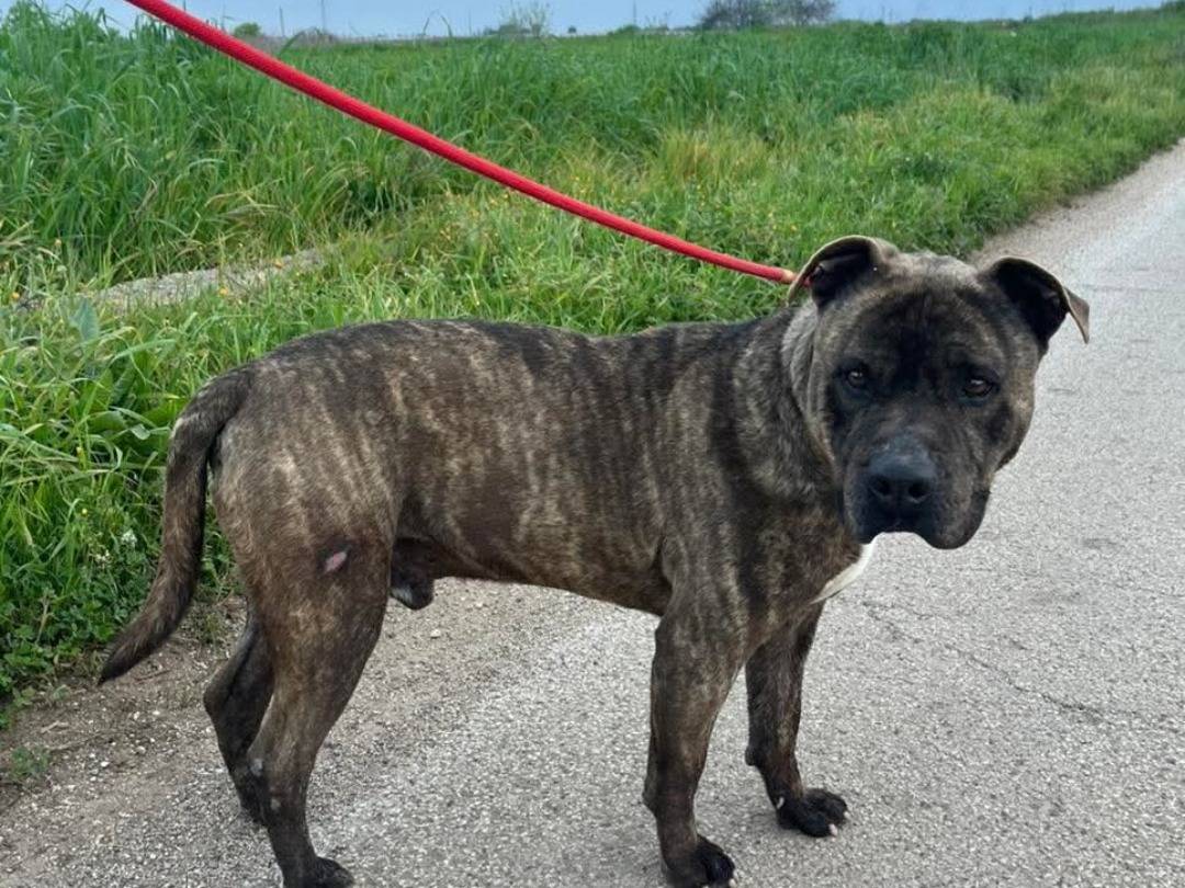 Adozione cane, maschio, Razza sconosciuta Razza sconosciuta, 9 anni e 10 mesi, taglia media, Bari