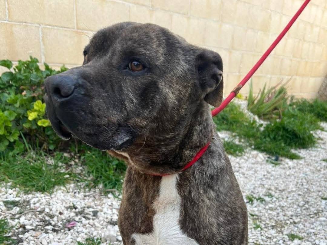 Adotta un cane, maschio, 9 anni e 10 mesi, Bari