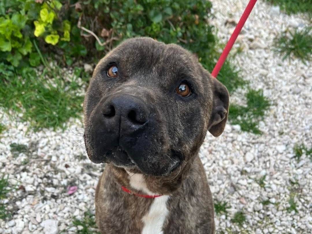 Adotta un cane, taglia media, maschio, Bari