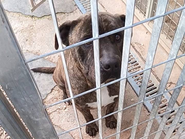 Vuoi adottare un cane a Bari?