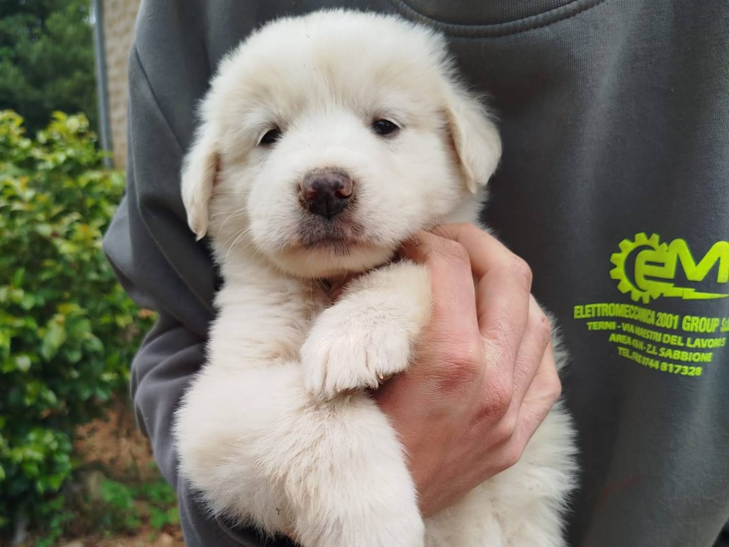 Adozione cane, maschio, Razza sconosciuta Razza sconosciuta, 2 mesi, taglia gigante, Viterbo