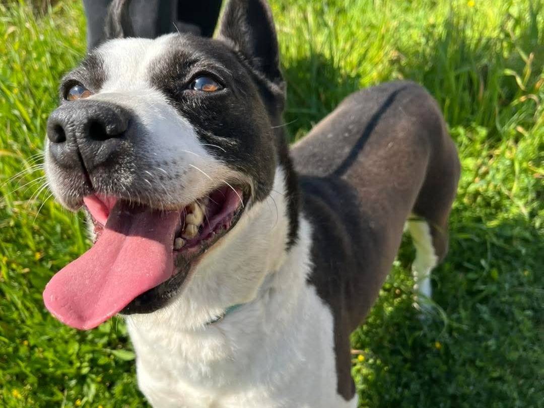 Adozione cane, maschio, Razza sconosciuta Razza sconosciuta, 7 anni e 8 mesi, taglia media contenuta, Bari