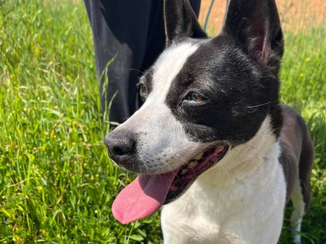 Adotta un cane, taglia media contenuta, maschio, Bari