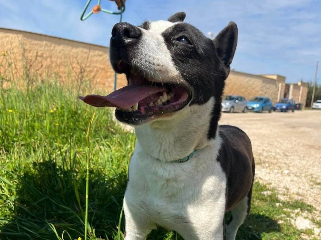 Vuoi adottare un cane a Bari?