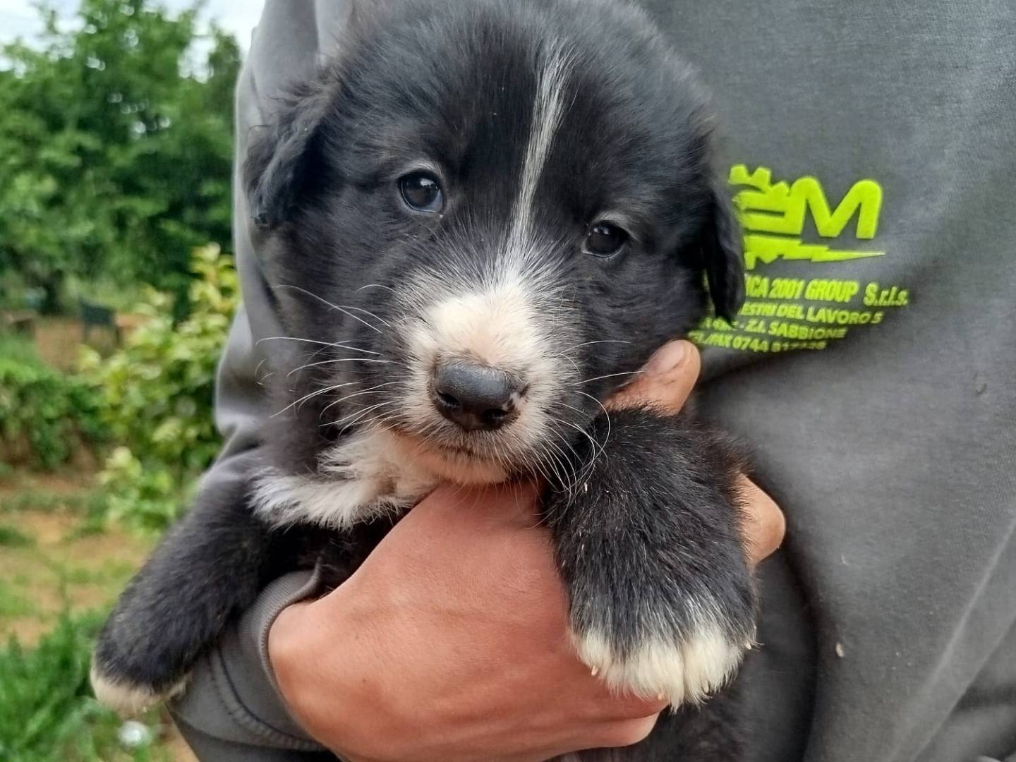 Adozione cane, femmina, Razza sconosciuta Razza sconosciuta, 2 mesi, taglia gigante, Viterbo