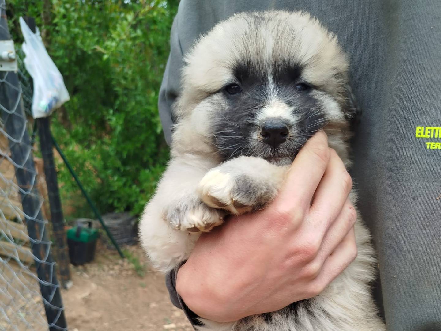 Adozione cane, femmina, Razza sconosciuta Razza sconosciuta, 2 mesi, taglia gigante, Viterbo