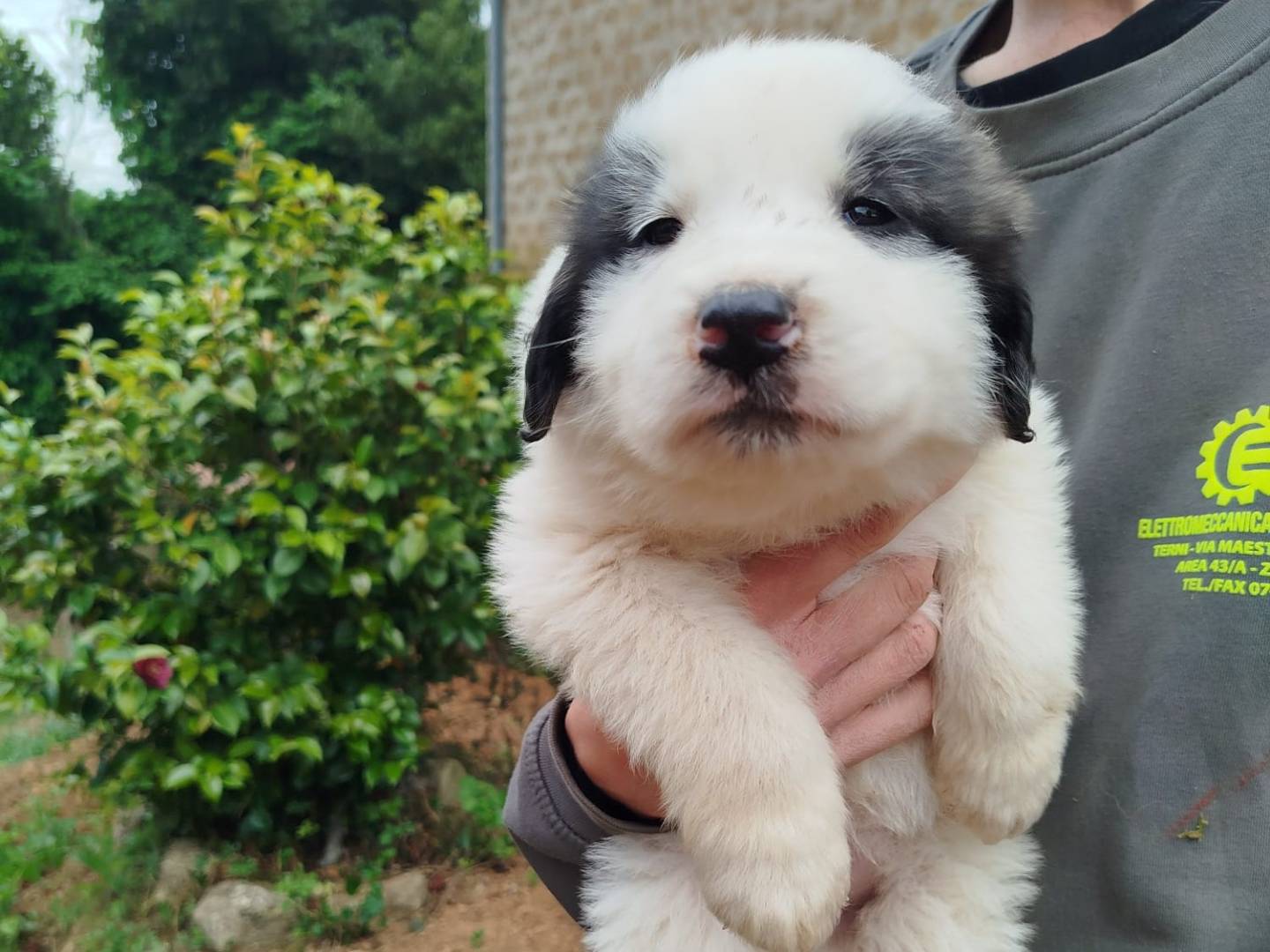 Adozione cane, maschio, Razza sconosciuta Razza sconosciuta, 2 mesi, taglia gigante, Viterbo