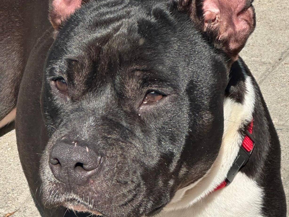 Adozione cane, femmina, Razza sconosciuta Razza sconosciuta, 2 anni e 10 mesi, taglia media, Milano