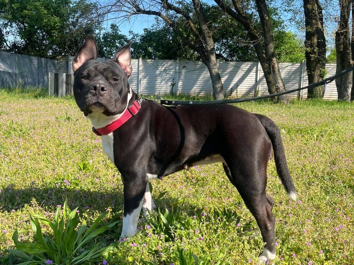 Adotta un cane, femmina, 2 anni e 10 mesi, Milano