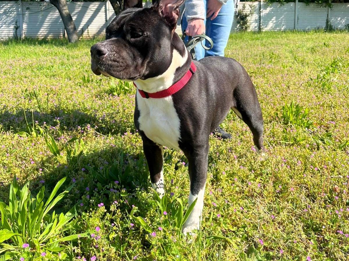 Adotta un cane, taglia media, femmina, Milano