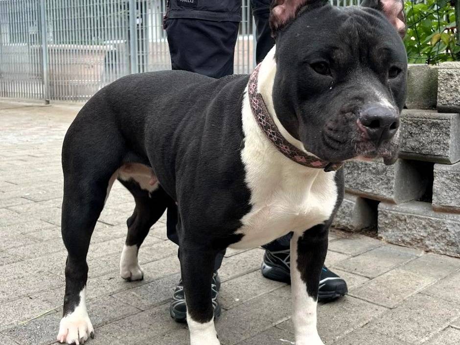Vuoi adottare un cane a Milano?