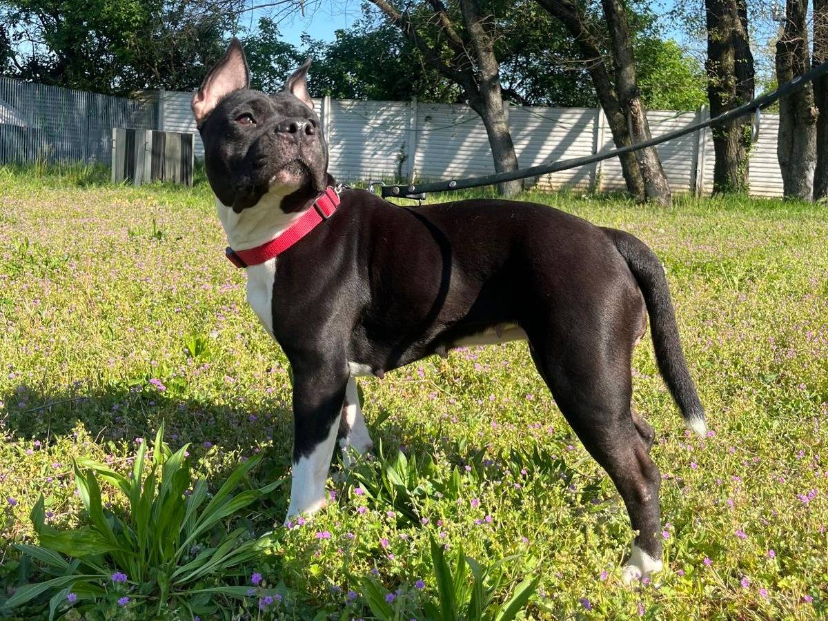 Adotta il cane ZARA a Milano