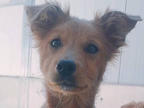 Adozione cane, maschio, Razza sconosciuta Razza sconosciuta, 3 mesi, taglia media contenuta, Viterbo