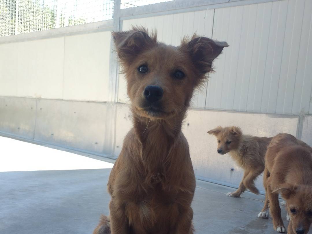 Adotta un cane, maschio, 3 mesi, Viterbo
