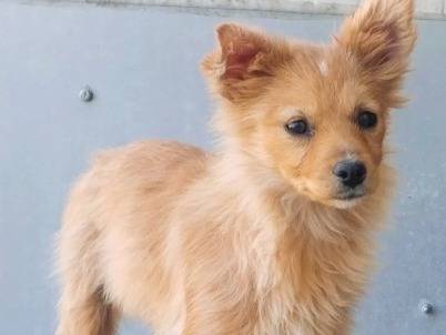 Adozione cane, femmina, Razza sconosciuta Razza sconosciuta, 3 mesi, taglia piccola, Viterbo