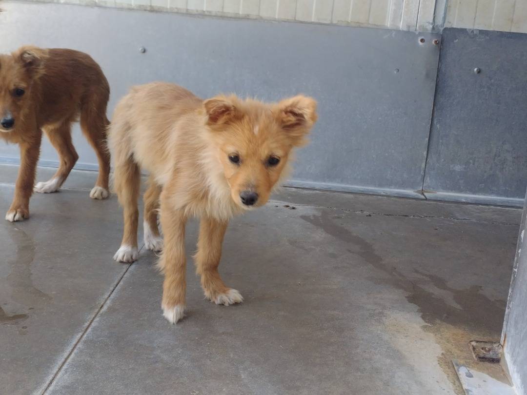Adotta un cane, femmina, 3 mesi, Viterbo