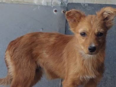 Adozione cane, femmina, Razza sconosciuta Razza sconosciuta, 3 mesi, taglia piccola, Viterbo