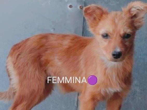 Adotta un cane, femmina, 3 mesi, Viterbo