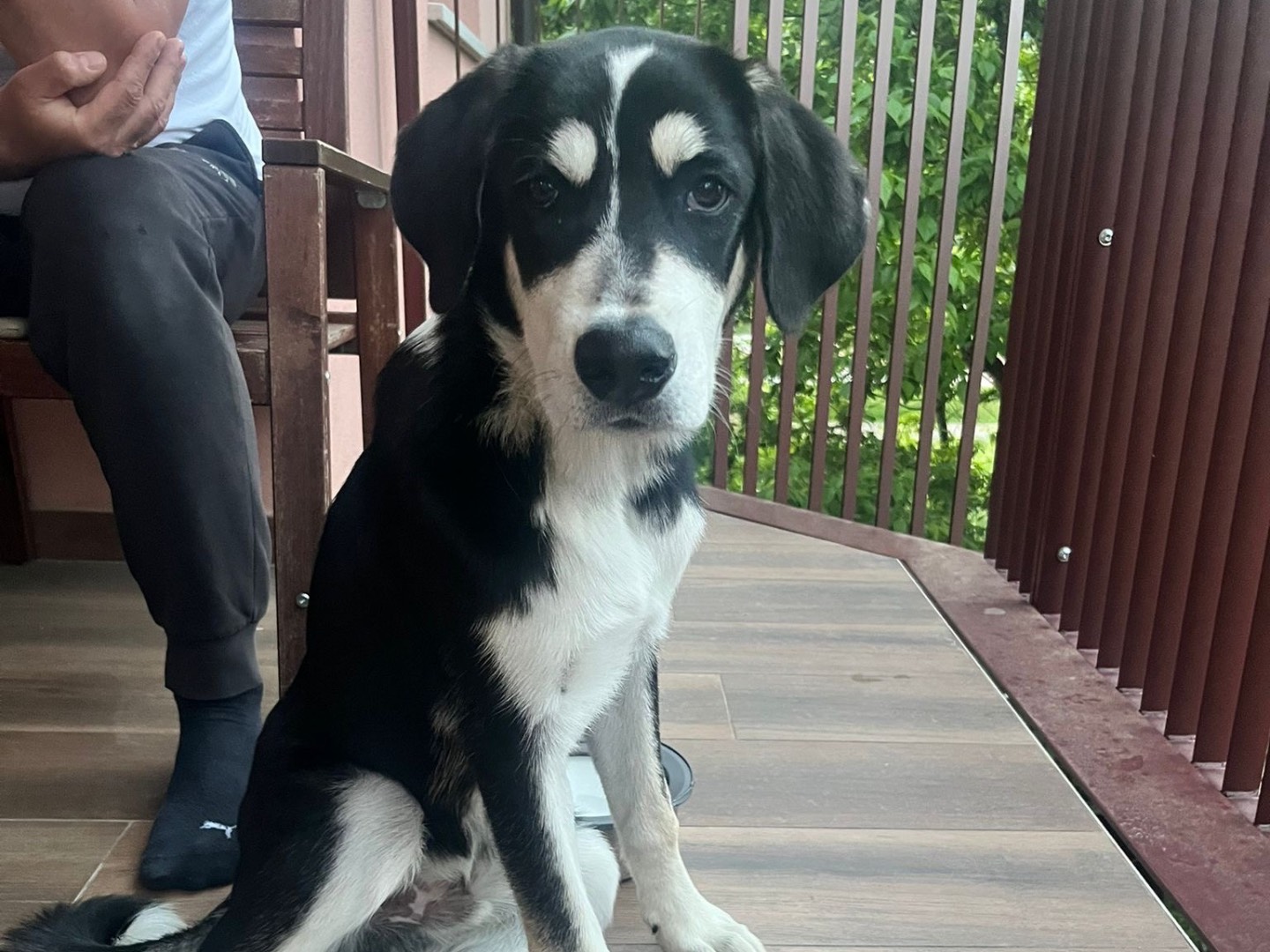 Adozione cane, maschio, Razza sconosciuta Razza sconosciuta, 4 mesi, taglia media, Milano