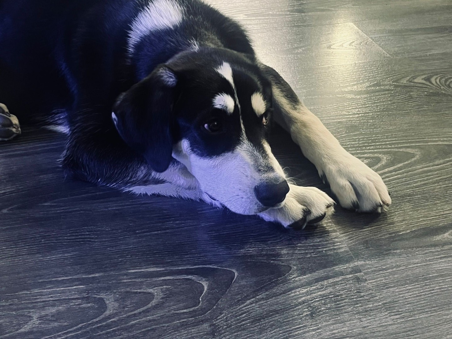 Adotta un cane, taglia media, maschio, Milano