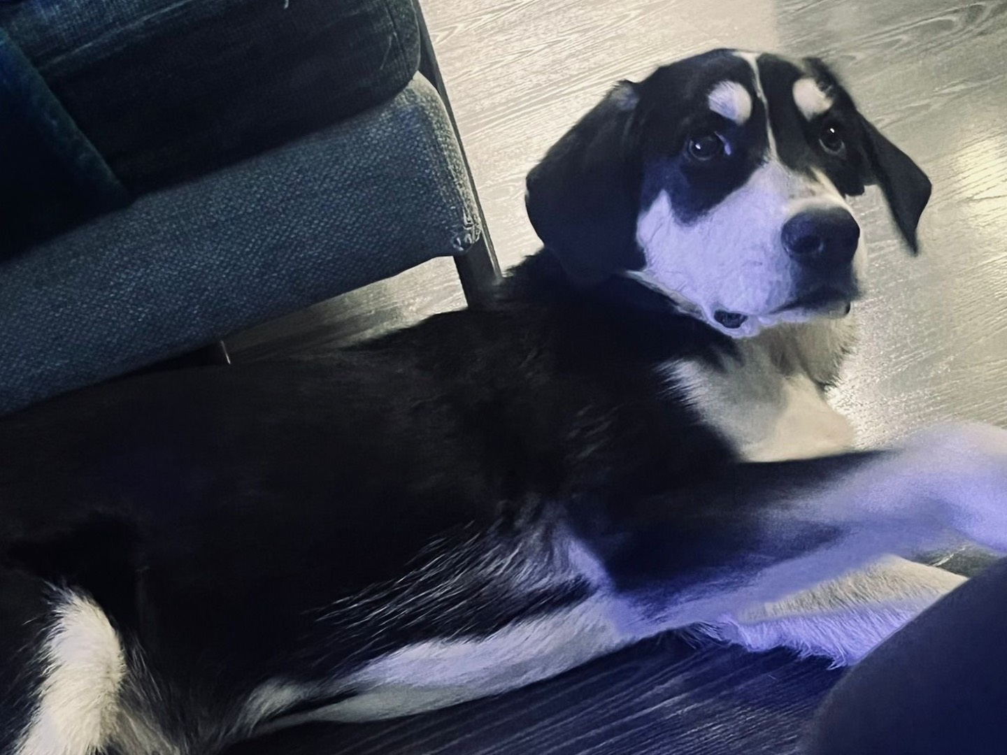 Vuoi adottare un cane a Milano?