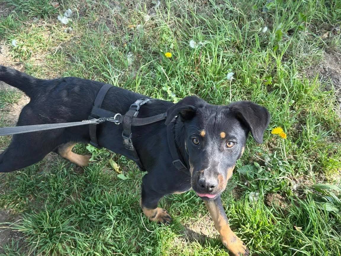 Adozione cane, femmina, Razza sconosciuta Razza sconosciuta, 7 mesi, taglia media contenuta, Milano