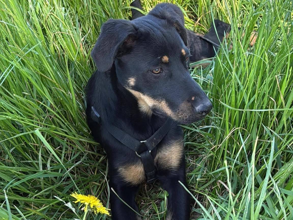 Adotta un cane, taglia media contenuta, femmina, Milano