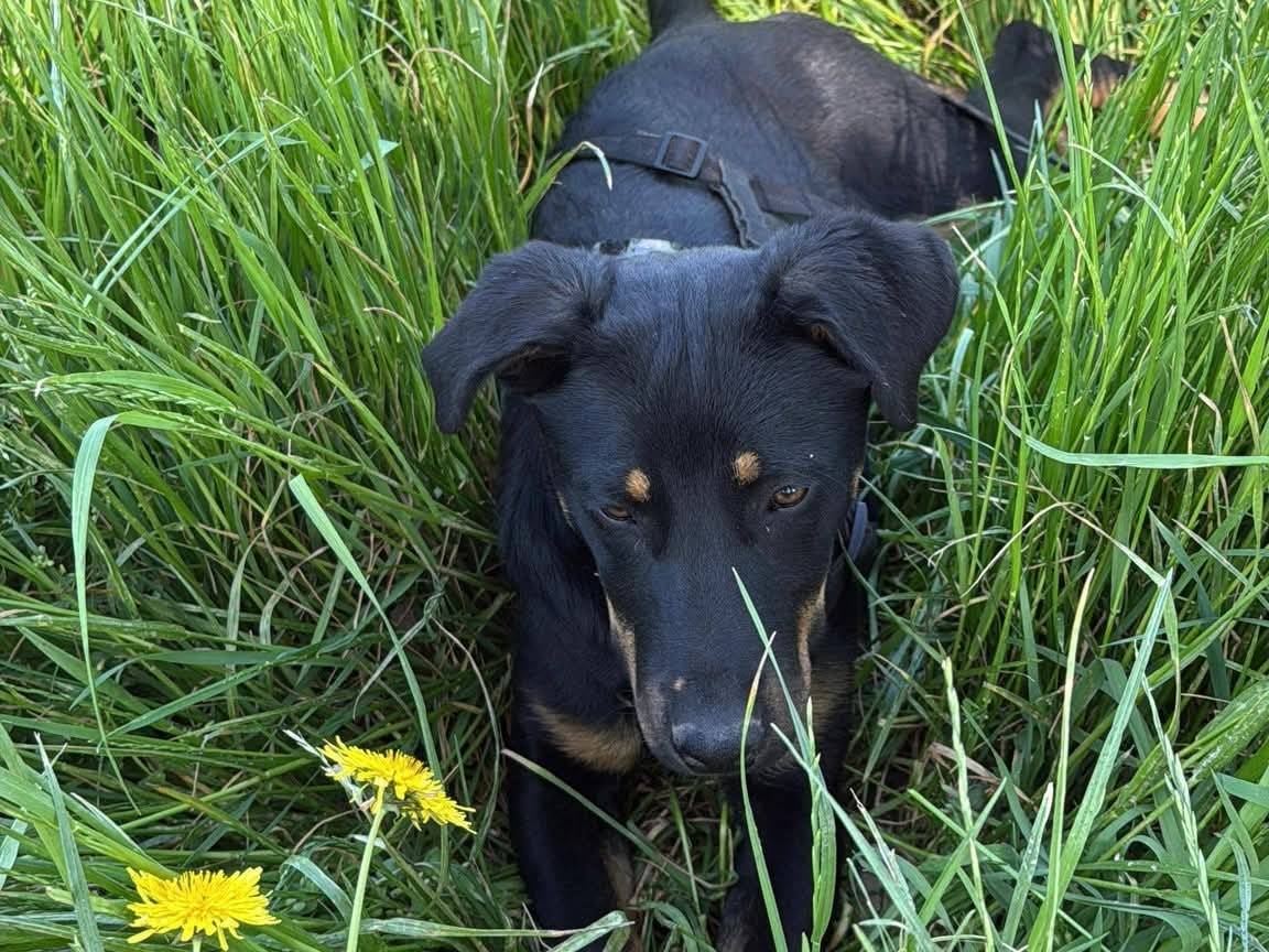 Vuoi adottare un cane a Milano?