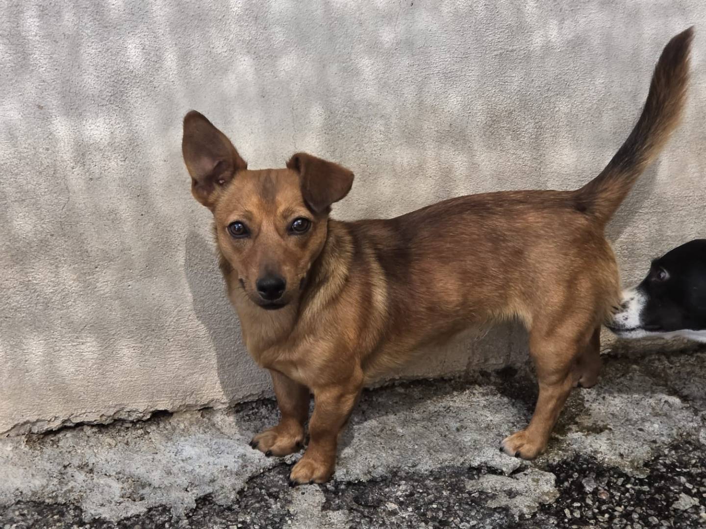 Adozione cane, femmina, Bassotto Razza sconosciuta, 8 mesi, taglia piccola, Milano