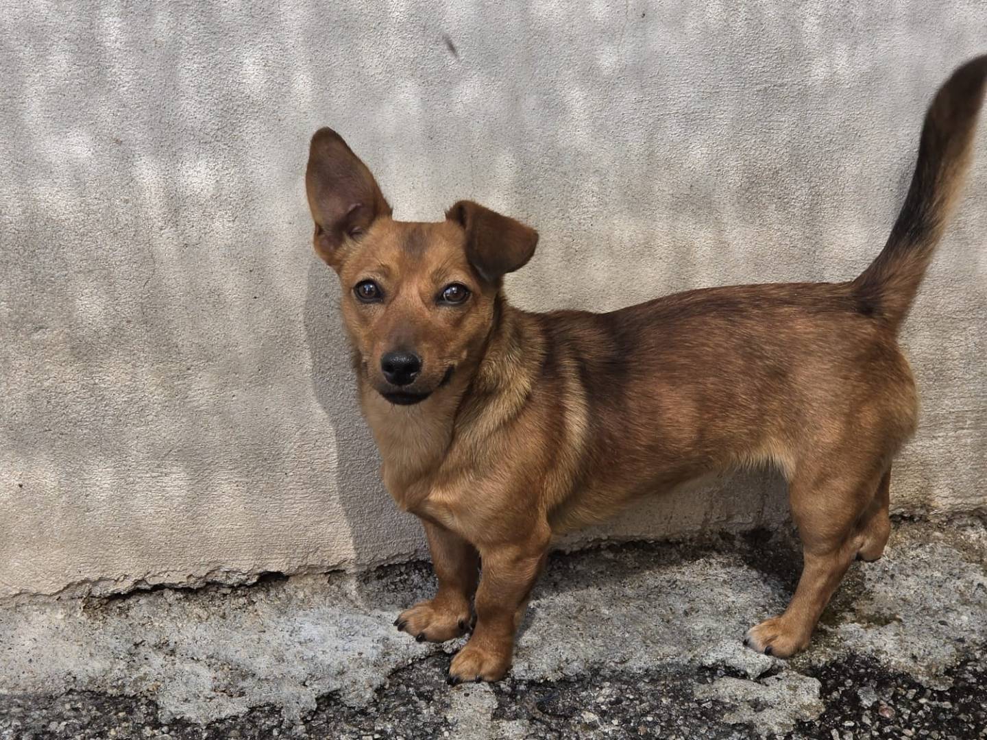 Adotta un cane, taglia piccola, femmina, Milano