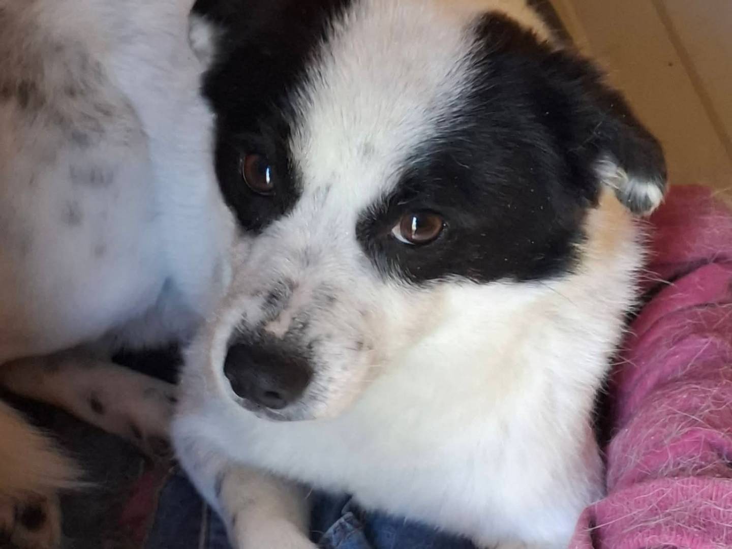 Adotta un cane, maschio, 2 anni e 3 mesi, Milano