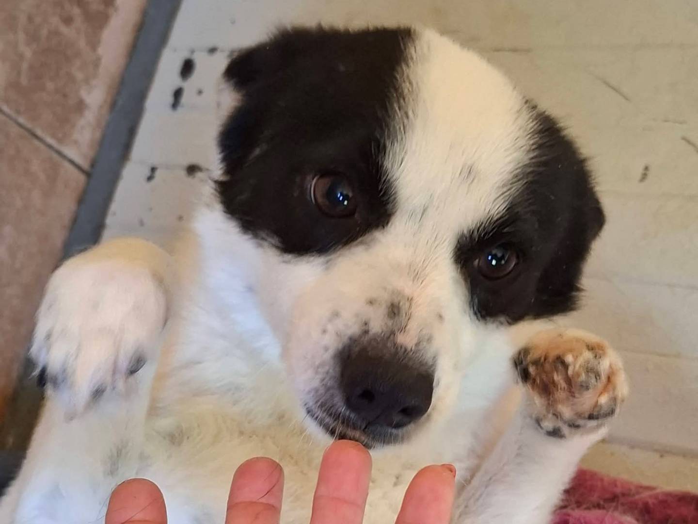 Adotta un cane, taglia piccola, maschio, Milano