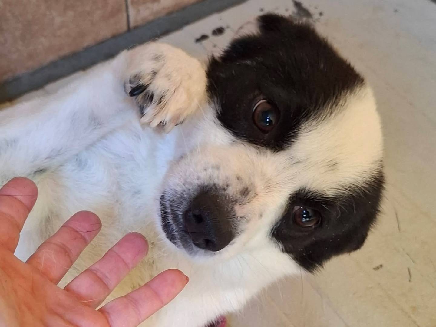 Vuoi adottare un cane a Milano?