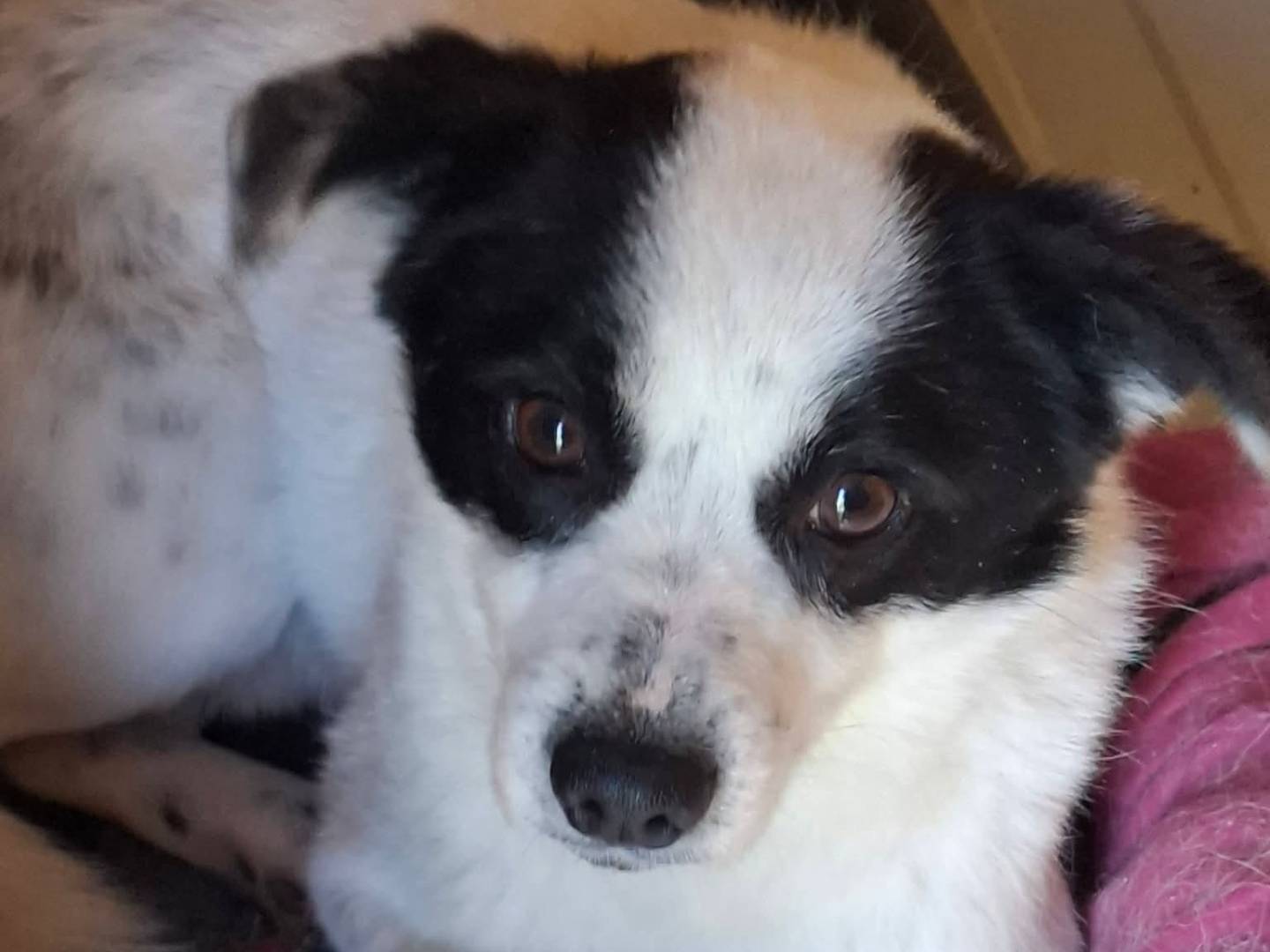 Adozione cane, maschio, Razza sconosciuta Razza sconosciuta, 2 anni e 3 mesi, taglia piccola, Milano