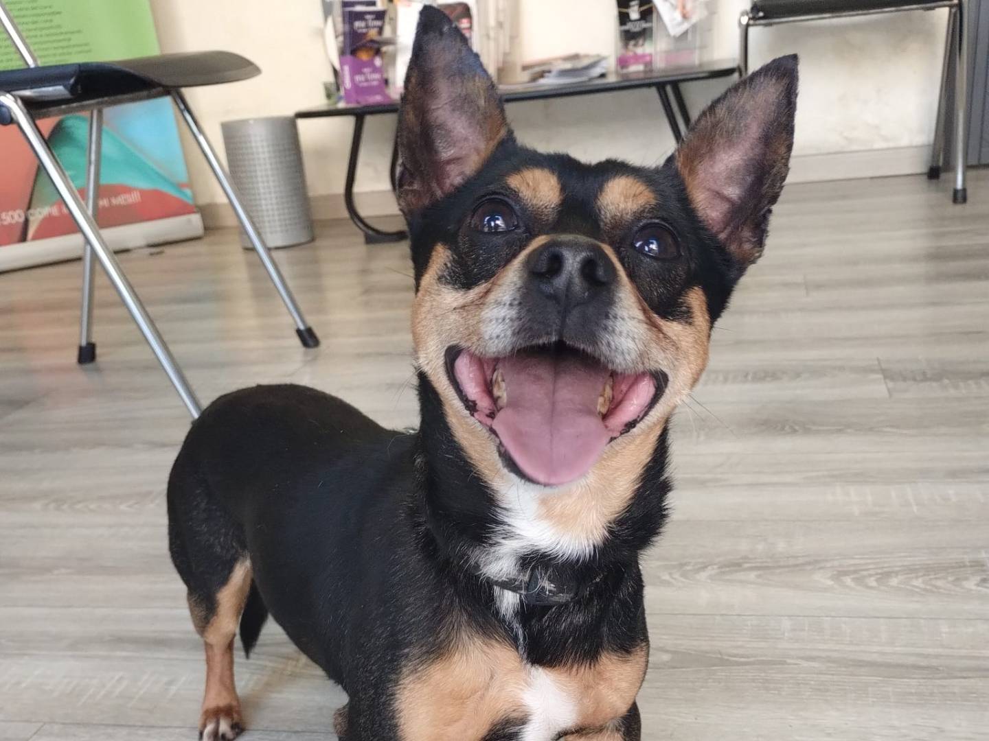 Adozione cane, maschio, Razza sconosciuta Razza sconosciuta, 7 anni e 4 mesi, taglia piccola, Milano