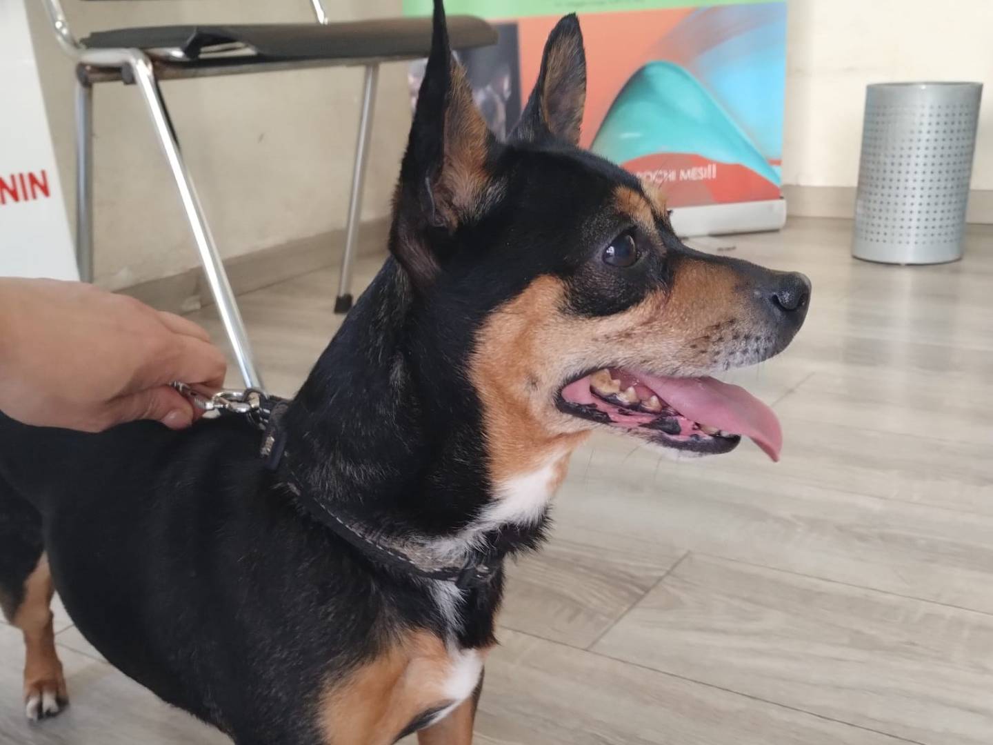 Adotta un cane, maschio, 7 anni e 4 mesi, Milano