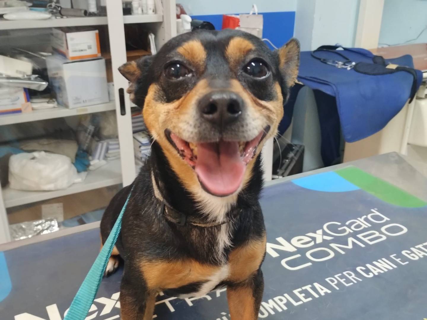 Adotta un cane, taglia piccola, maschio, Milano