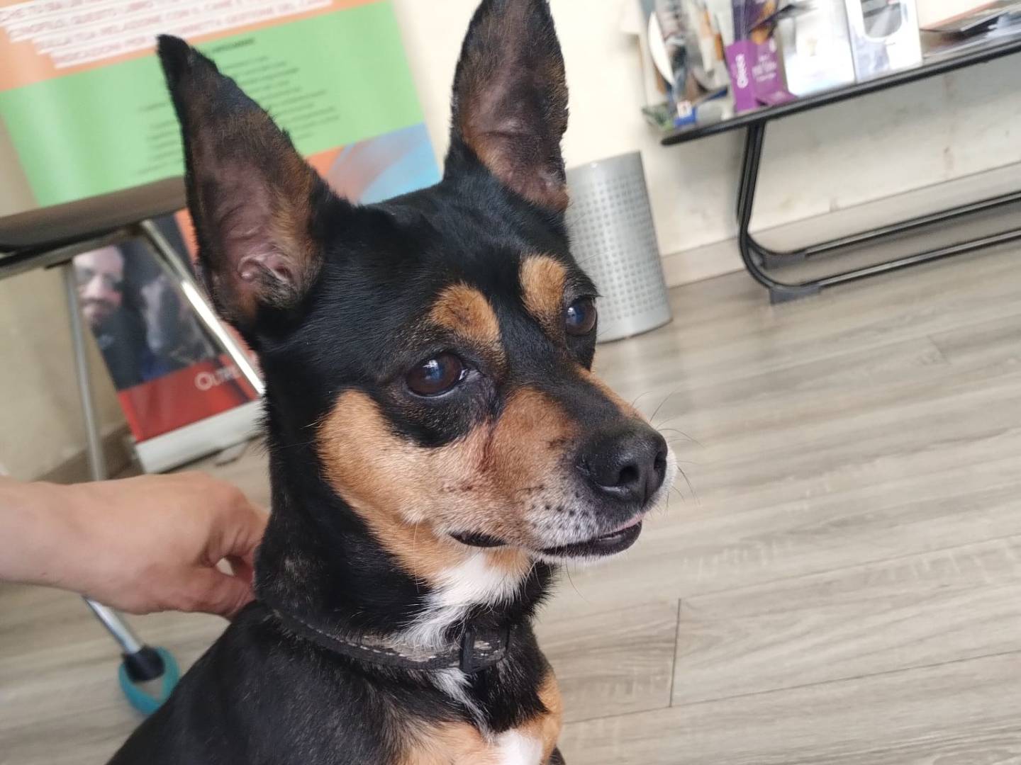 Vuoi adottare un cane a Milano?