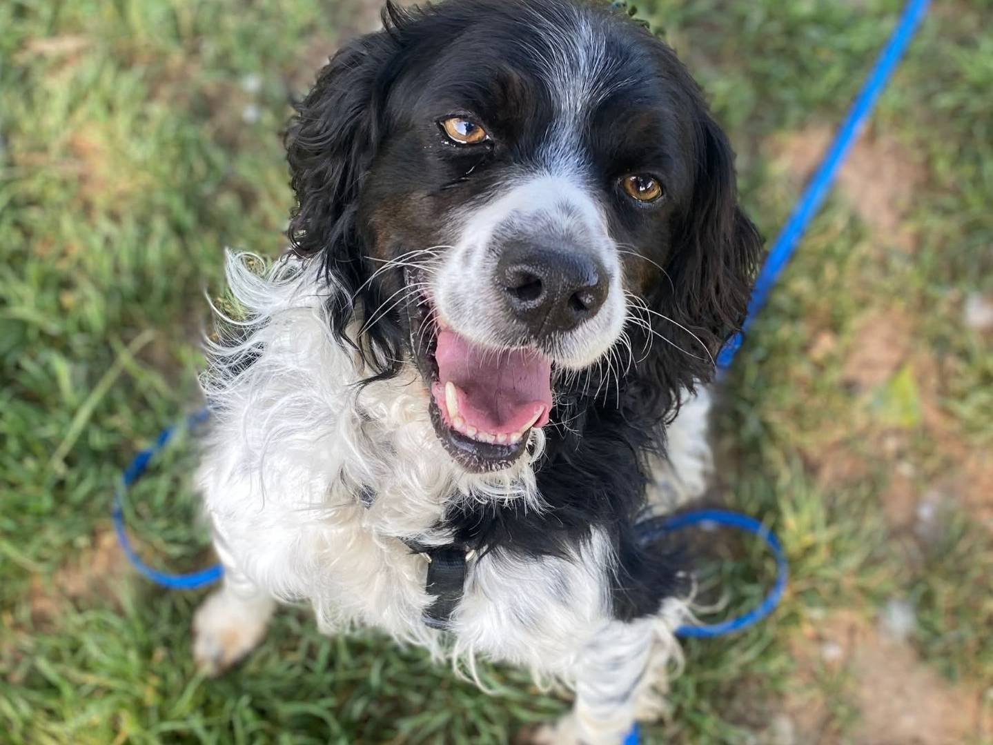 Adozione cane, maschio, Razza sconosciuta Razza sconosciuta, 6 anni e 2 mesi, taglia media, Milano