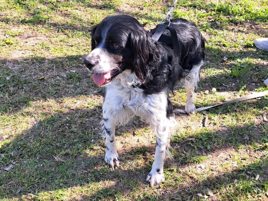 Adotta un cane, maschio, 6 anni e 2 mesi, Milano