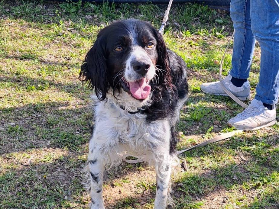 Adotta un cane, taglia media, maschio, Milano