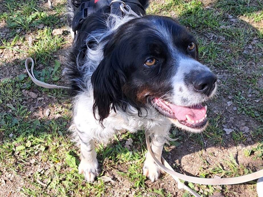 Vuoi adottare un cane a Milano?