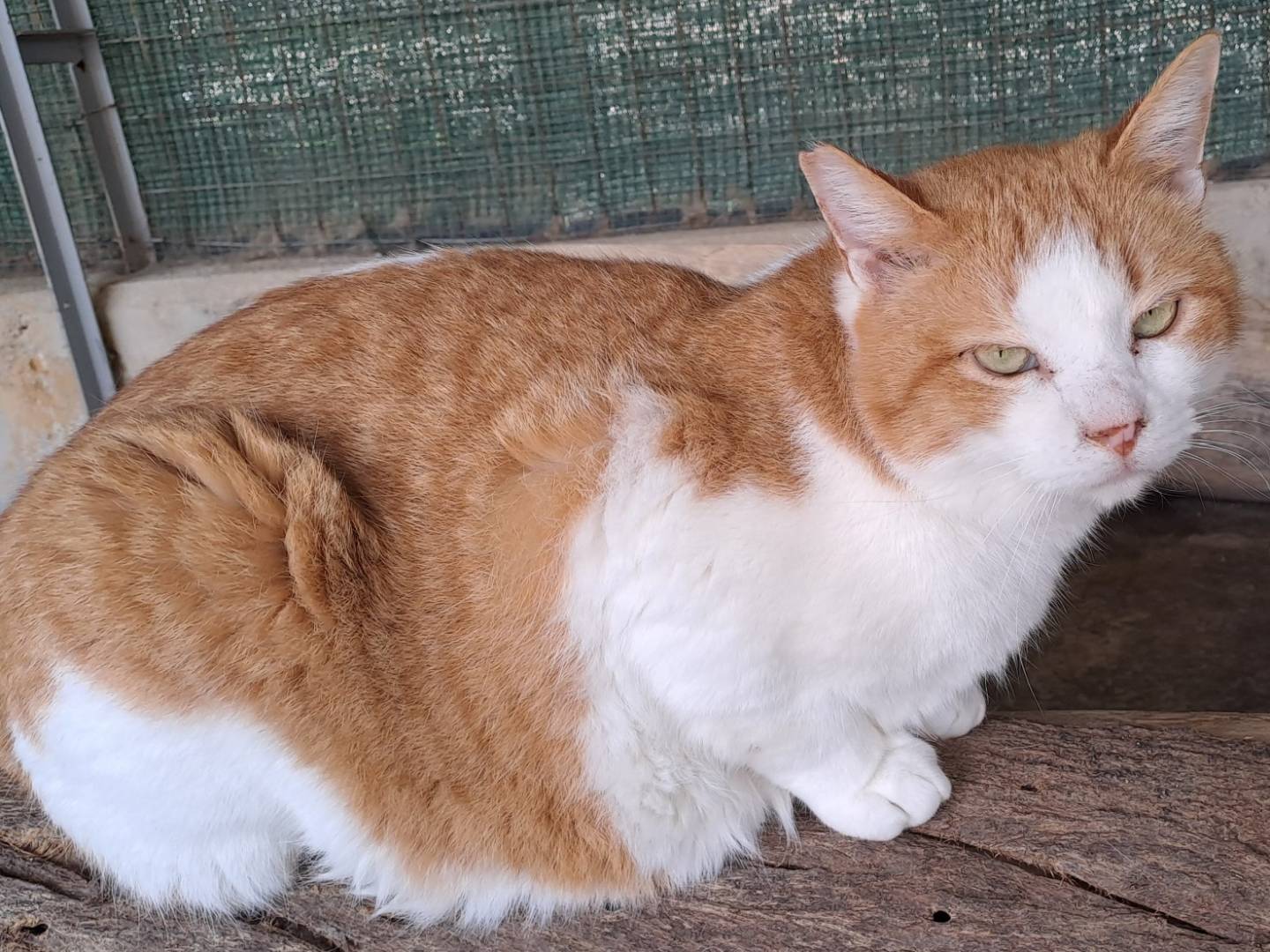 Adozione gatto, femmina, Razza sconosciuta Razza sconosciuta, 4 anni e 2 mesi, taglia non valida, La