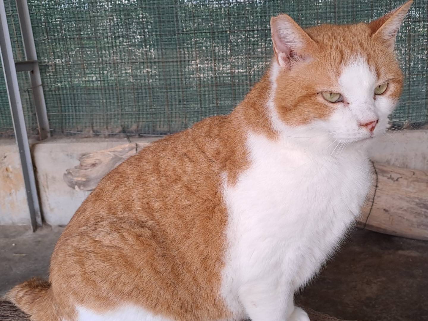Vuoi adottare un gatto a La?