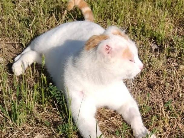 Adotta un gatto, taglia non valida, maschio, Torino
