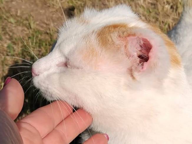 Adotta il gatto UBER a Torino
