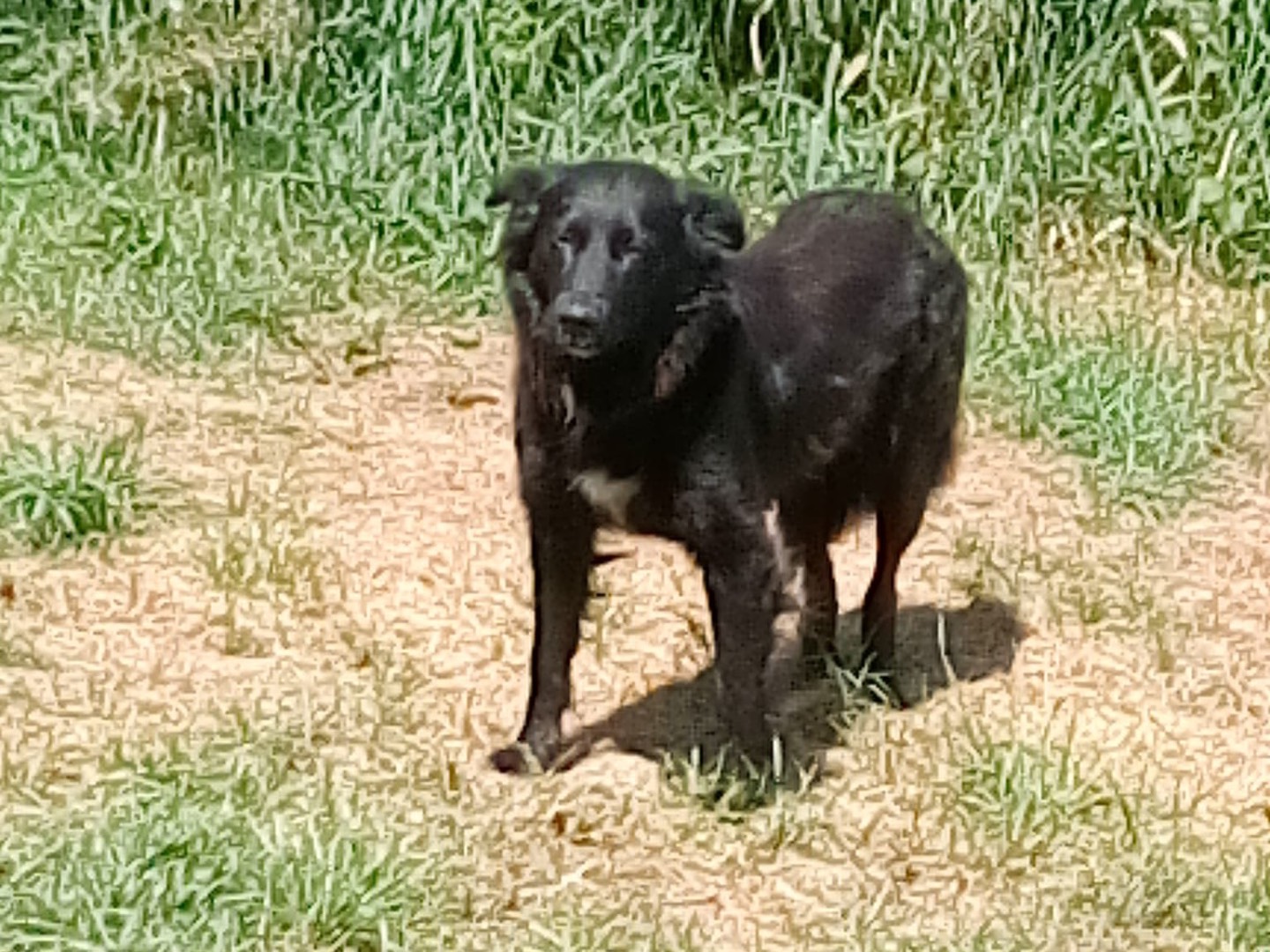 Adotta un cane, femmina, 1 anno e 9 mesi, Crotone