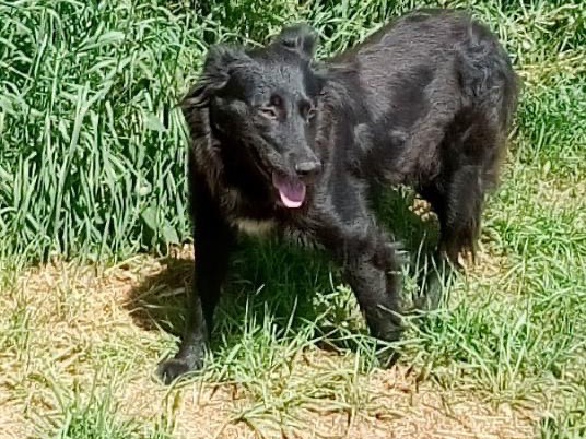 Adozione cane, femmina, Razza sconosciuta Razza sconosciuta, 1 anno e 9 mesi, taglia media, Crotone
