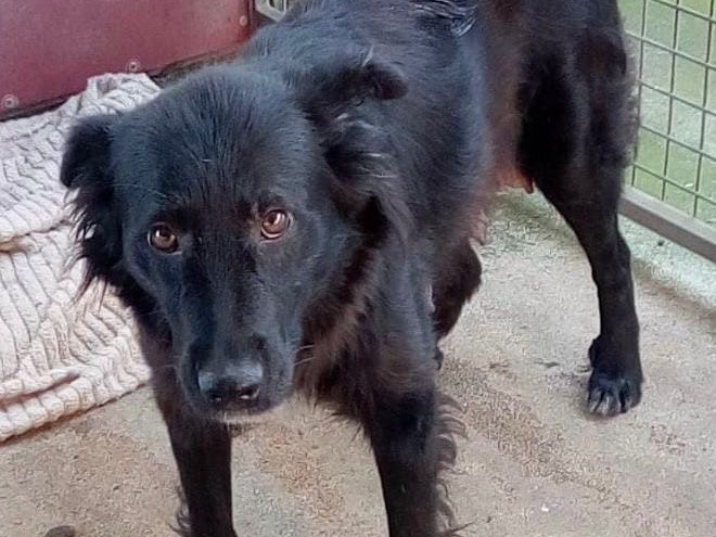 Adotta un cane, taglia media, femmina, Crotone